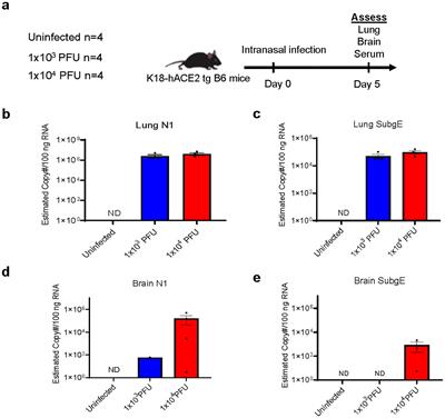 Pulmonary SARS-CoV-2 infection leads to para-infectious immune activation in the brain